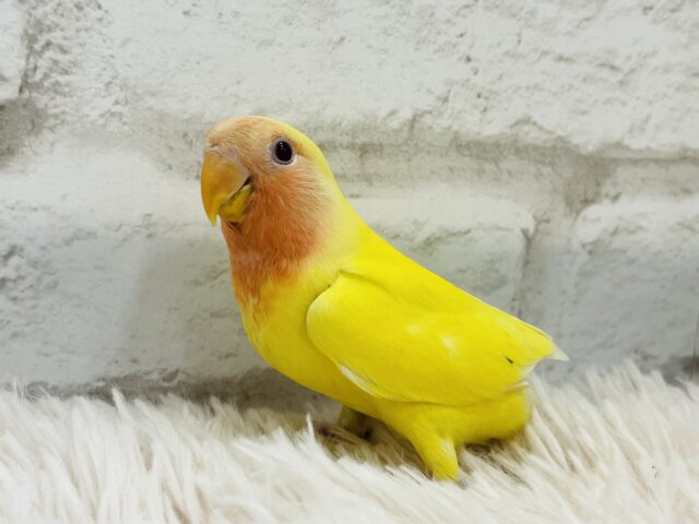 コザクラインコ（小桜インコ）