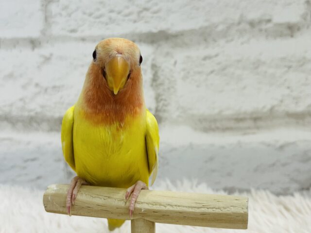 コザクラインコ（小桜インコ）
