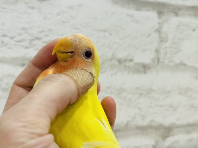 コザクラインコ（小桜インコ）