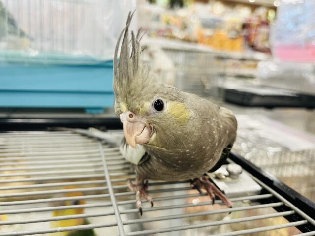 オカメインコ