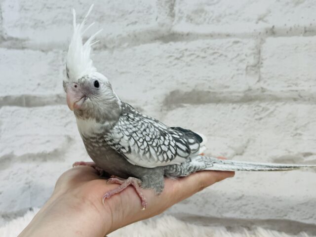 オカメインコ