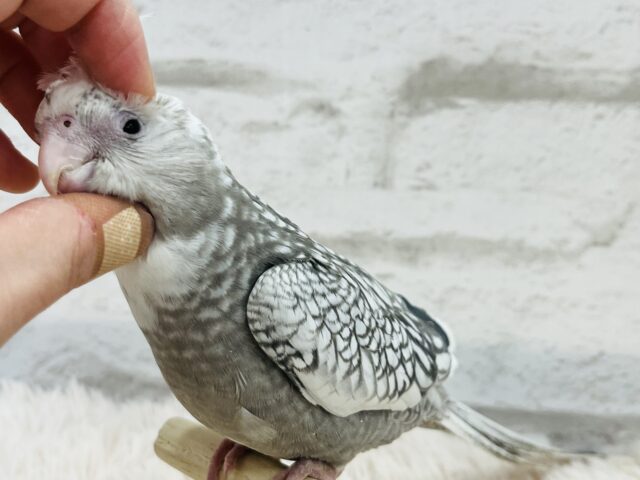 オカメインコ