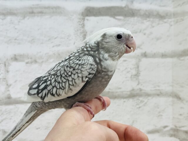 オカメインコ