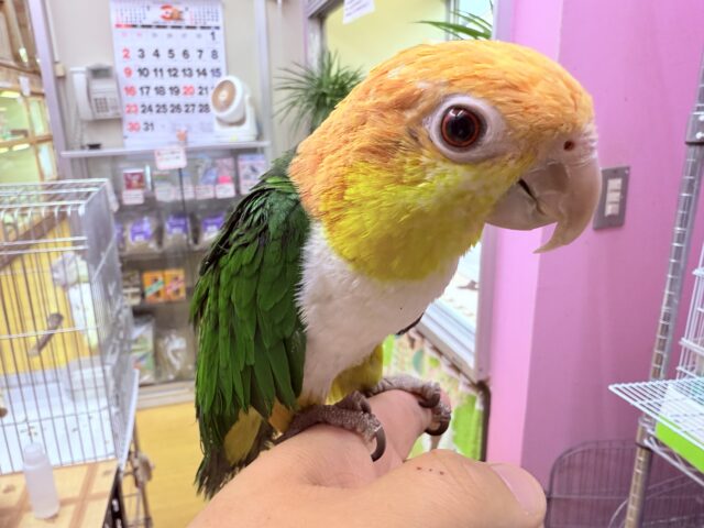 シロハラインコ