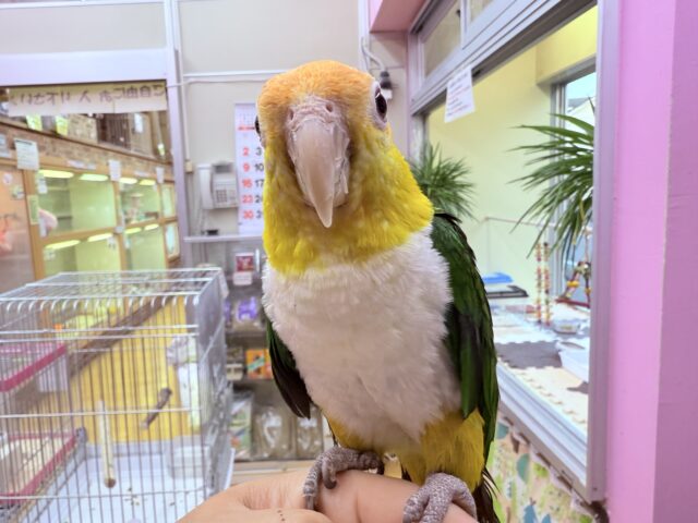 シロハラインコ