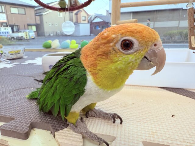 シロハラインコ