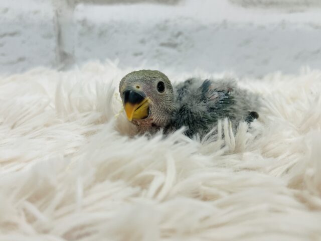 コザクラインコ（小桜インコ）