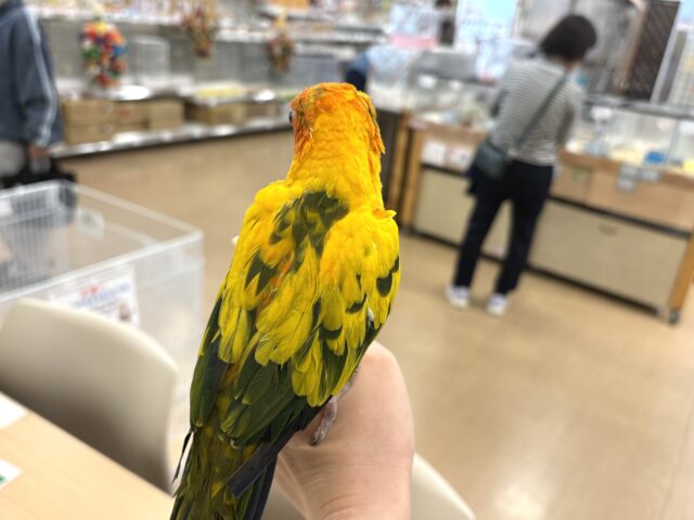 コガネメキシコインコ