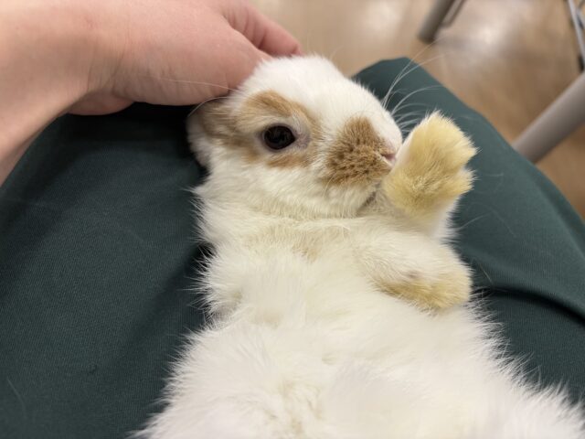 ホーランドロップ