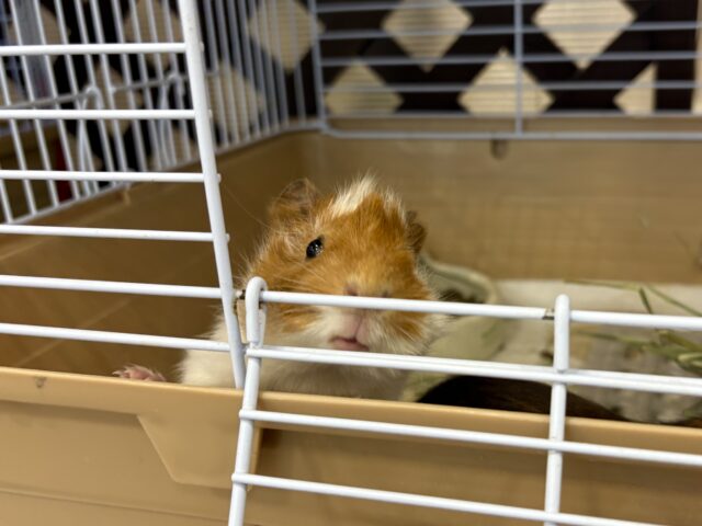 アビシニアンモルモット