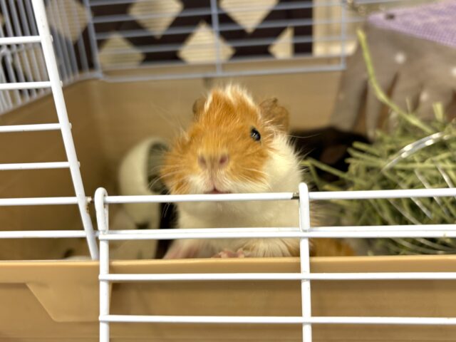 アビシニアンモルモット