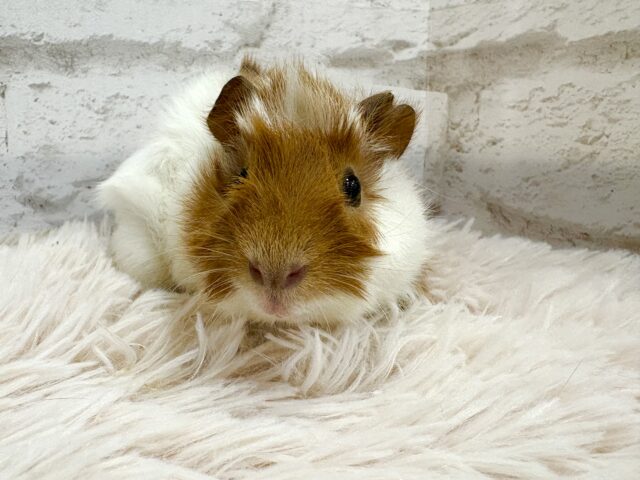 アビシニアンモルモット