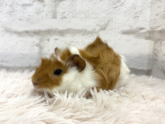 アビシニアンモルモット