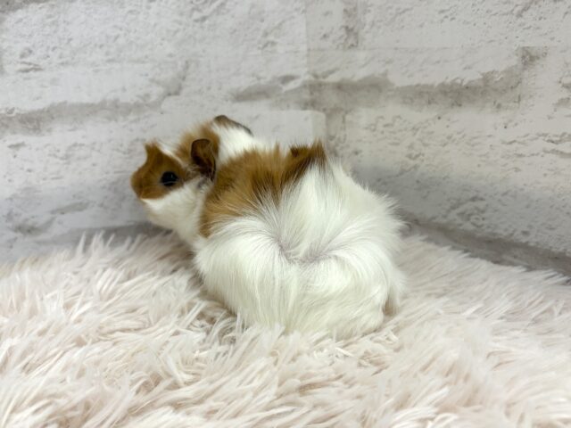 アビシニアンモルモット