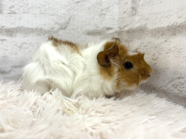 アビシニアンモルモット