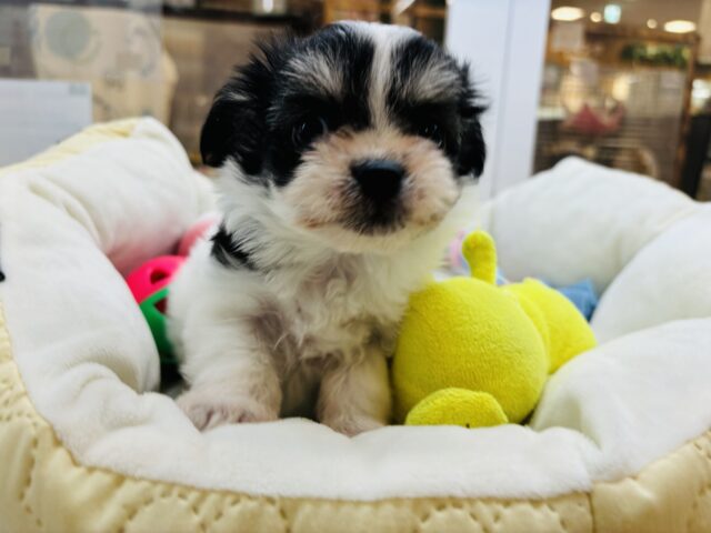 チワマル（マルチワ）