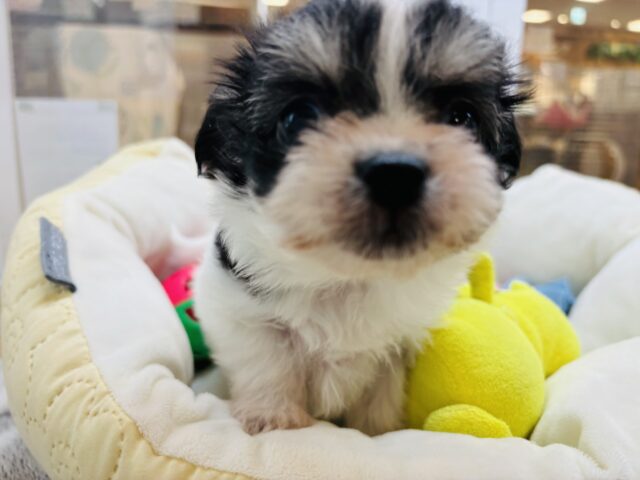 チワマル（マルチワ）