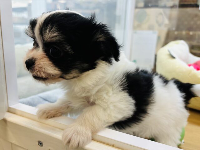 チワマル（マルチワ）