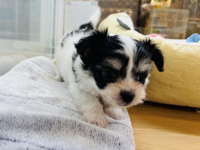 チワマル（マルチワ）