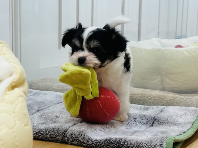 チワマル（マルチワ）