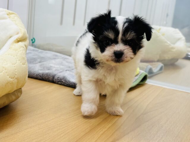 チワマル（マルチワ）