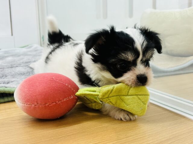 チワマル（マルチワ）