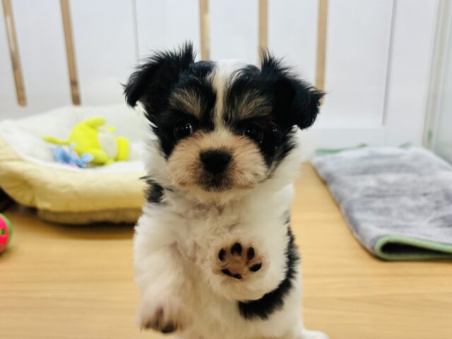 チワマル（マルチワ）