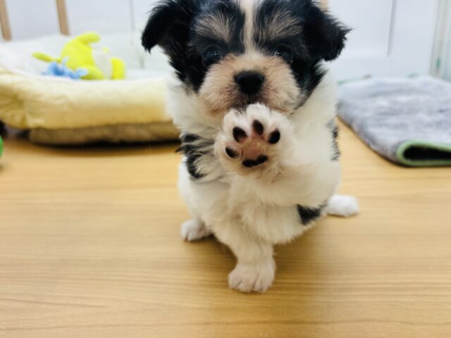 チワマル（マルチワ）