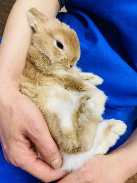 ネザーランドドワーフ