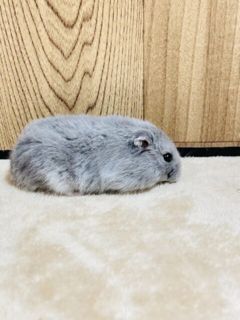 ドワーフハムスターの1種
