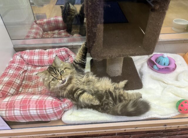 フォールデックス