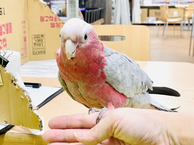 モモイロインコ