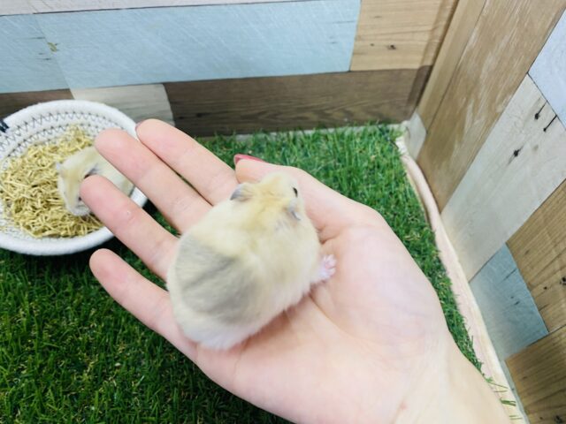 ジャンガリアン