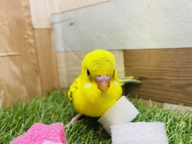 セキセイインコ