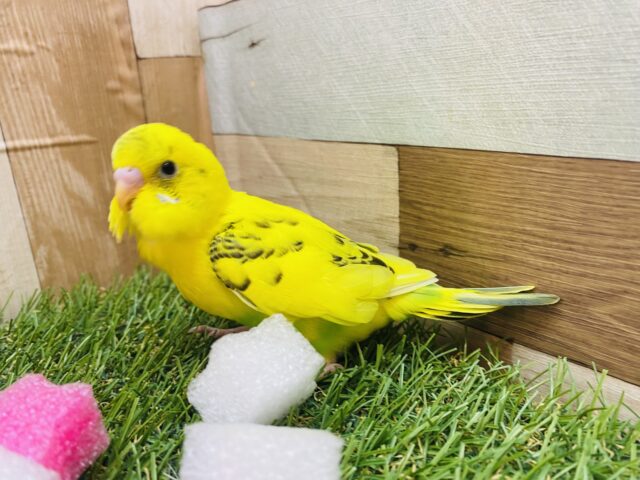 セキセイインコ