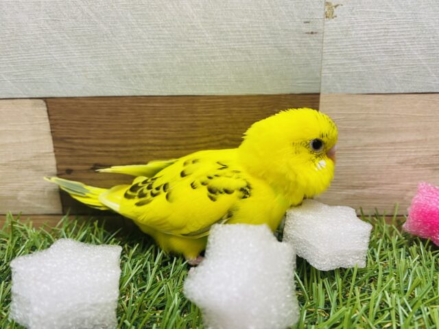 セキセイインコ