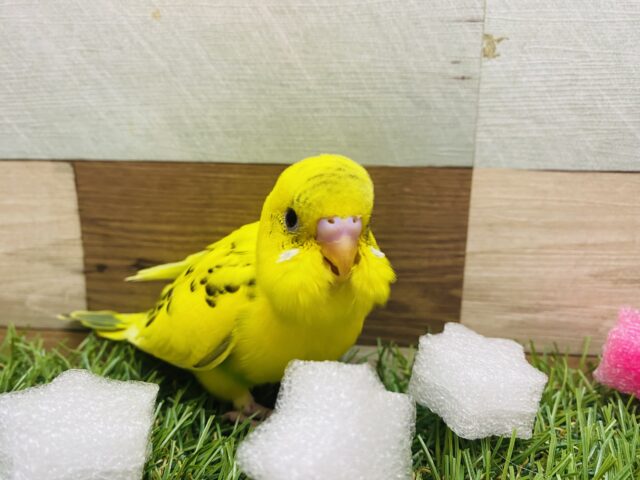 セキセイインコ