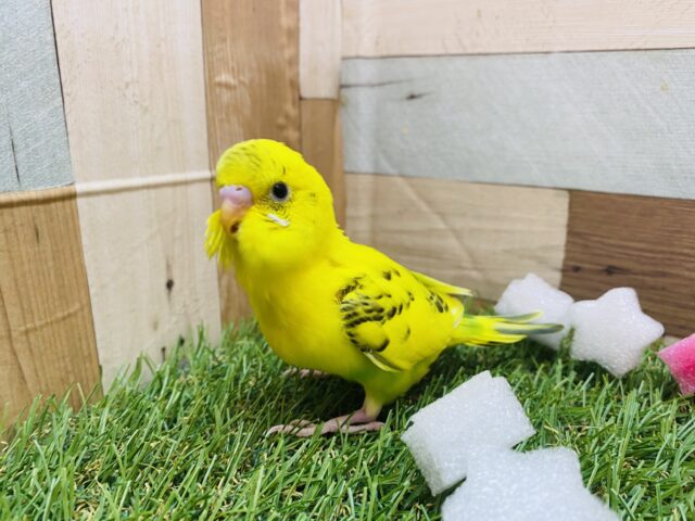 セキセイインコ