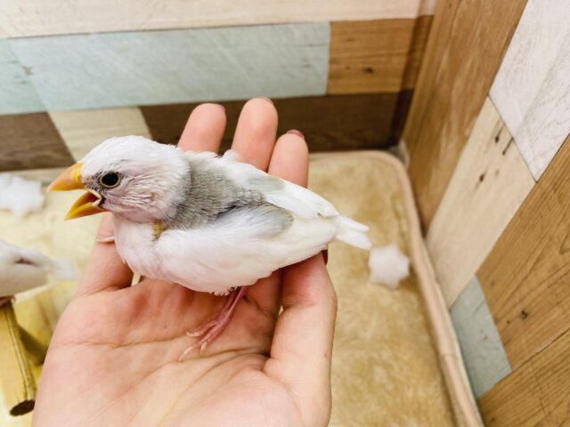 白文鳥