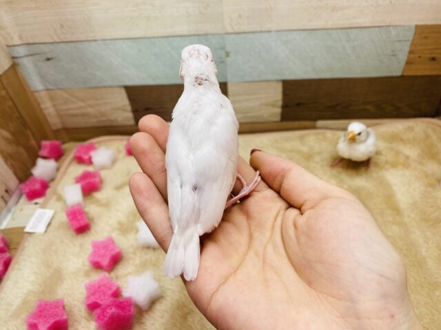 白文鳥