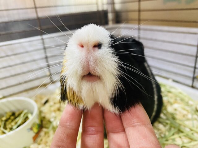 イングリッシュモルモット