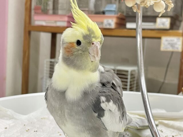 オカメインコ