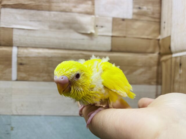 セキセイインコ