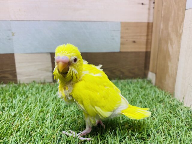 セキセイインコ