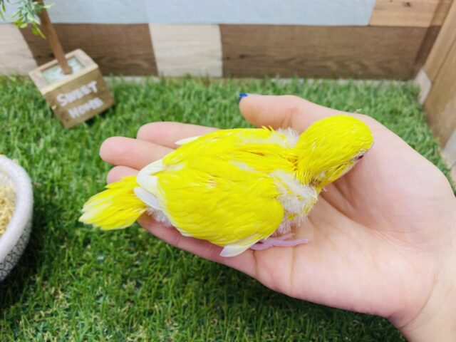 セキセイインコ