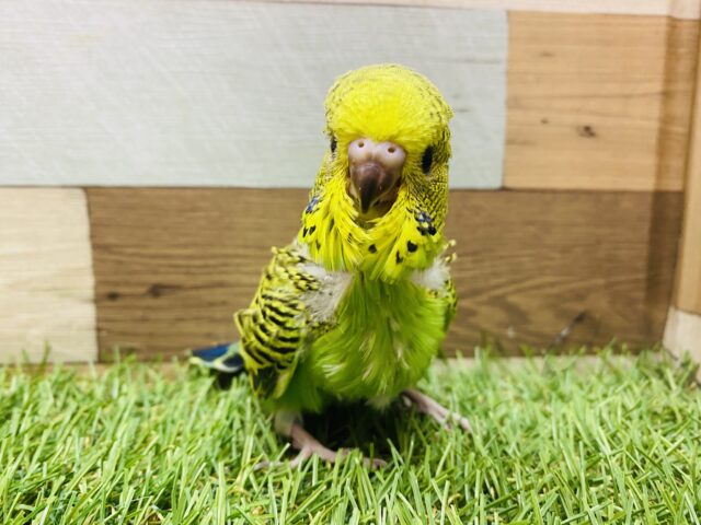 ジャンボセキセイインコ