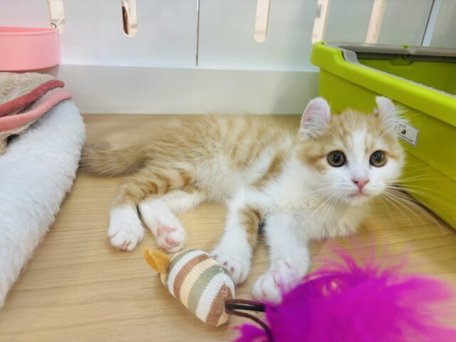 アメリカンカール