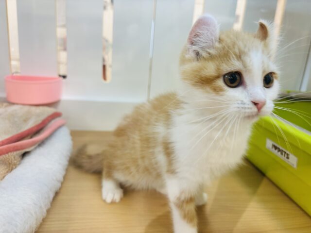 アメリカンカール