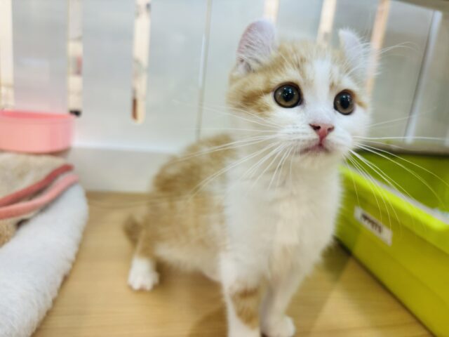 アメリカンカール