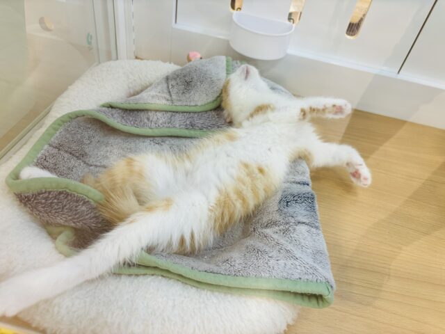 アメリカンカール